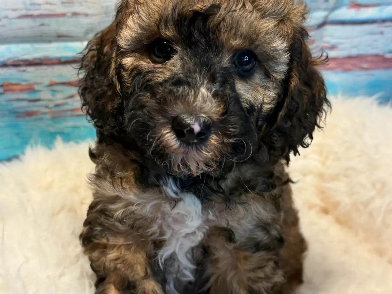 Billede 9 - 2skønne Zobel Cavapoo 