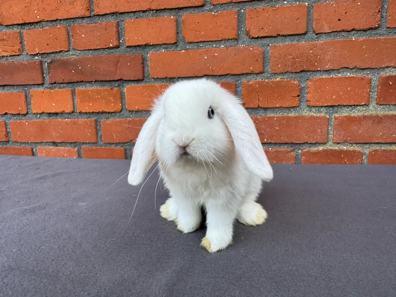 Billede 6 - Mini lop hankanin