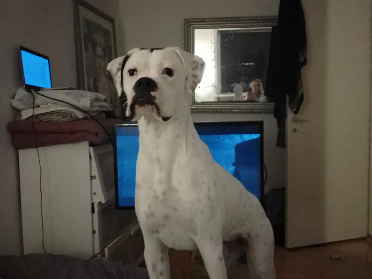Billede 2 - Boxer /Doodle hvalpe