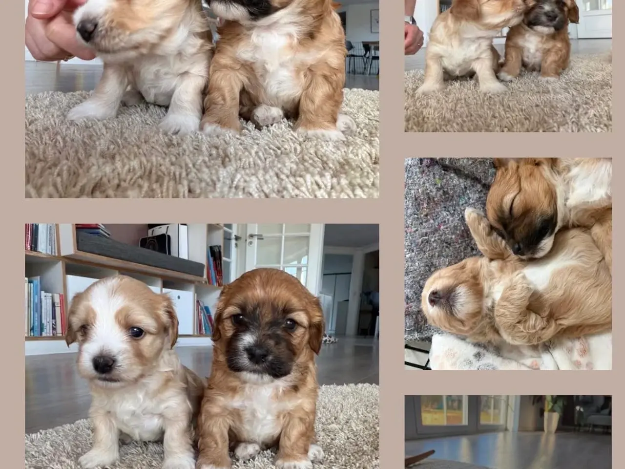 Billede 4 - Bichon havanise og Coton de Tulear blanding