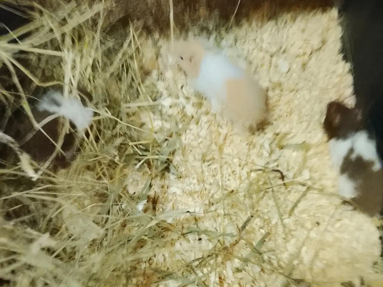 Billede 1 - guldhamster unger ger 6 uger