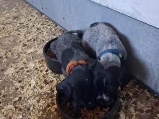 Ruhåret hønsehund hvalpe  - 4