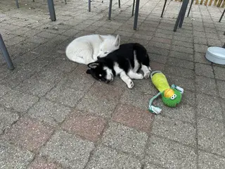 Blandingshvalpe Husky / Malamute/ Samojede - 4