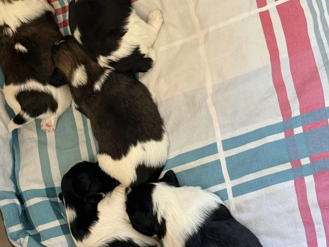Billede 2 - Dejligste Lhasa apso hvalpe