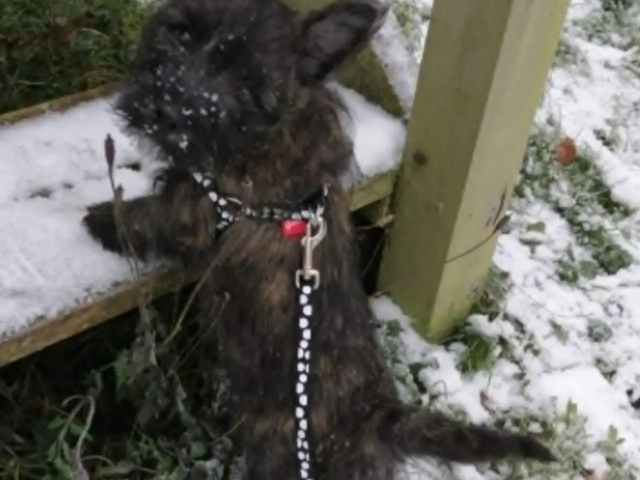 Billede 2 - AVL- søger hanhund fx. Cairn, Westi, Foxterrier