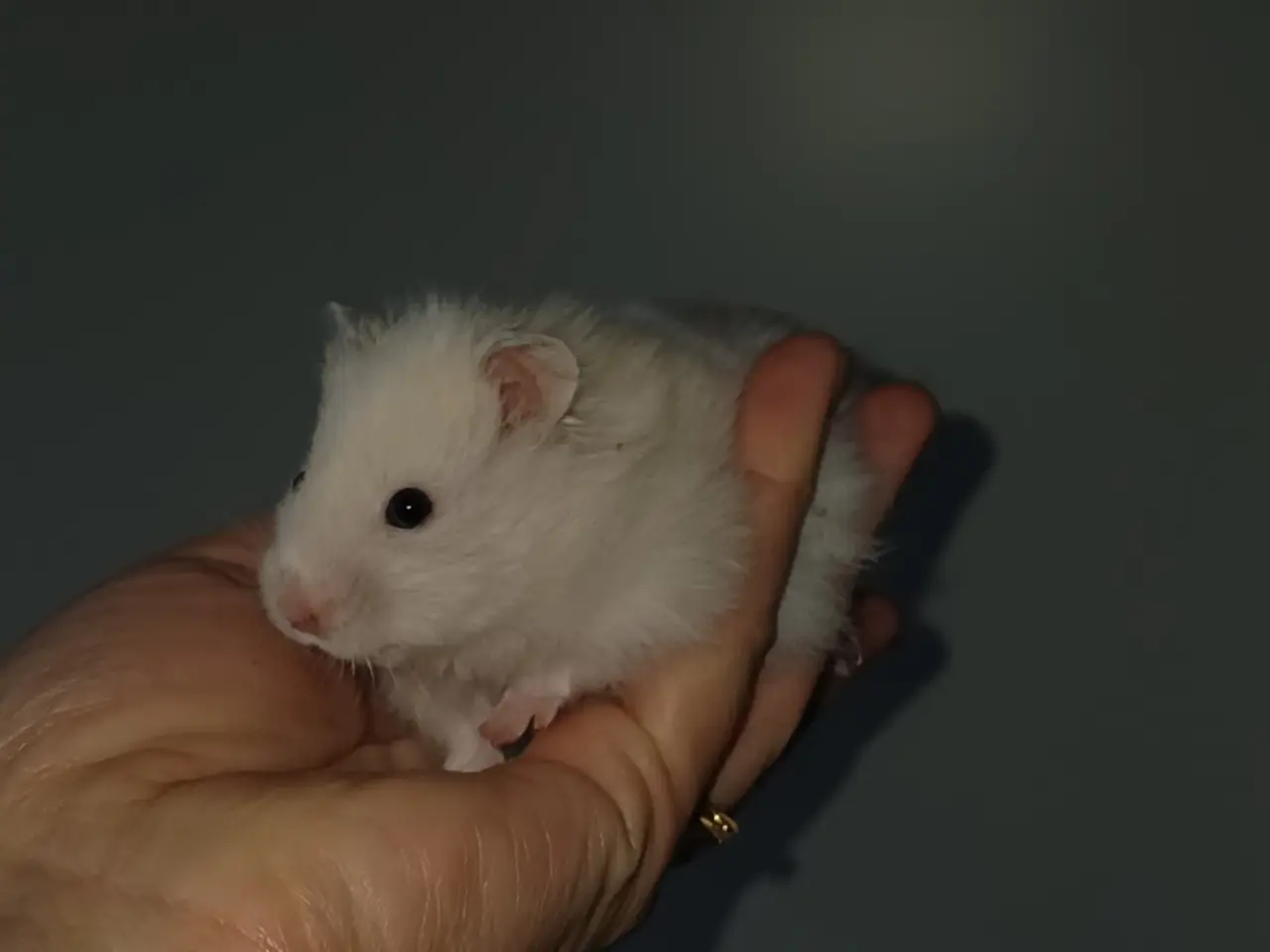 Billede 11 - Guldhamster unger (langhårede)