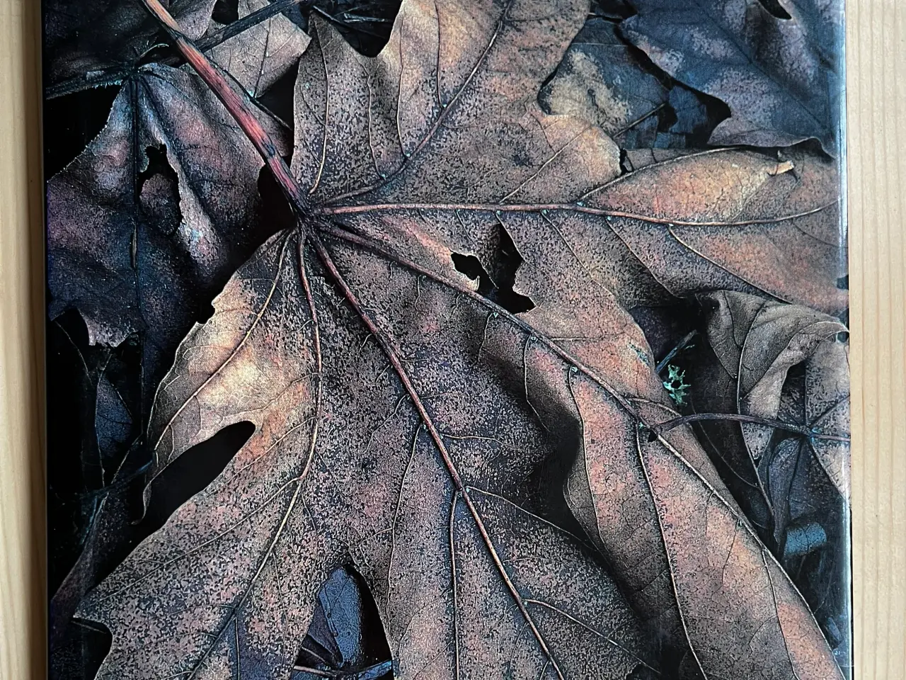Billede 6 - Bøger om naturfotografering