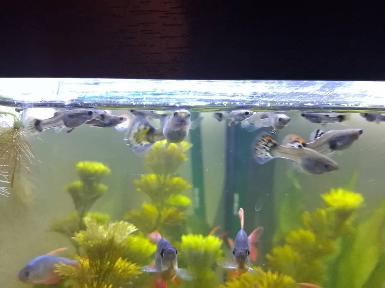 Billede 3 - Guppy mix han og hun