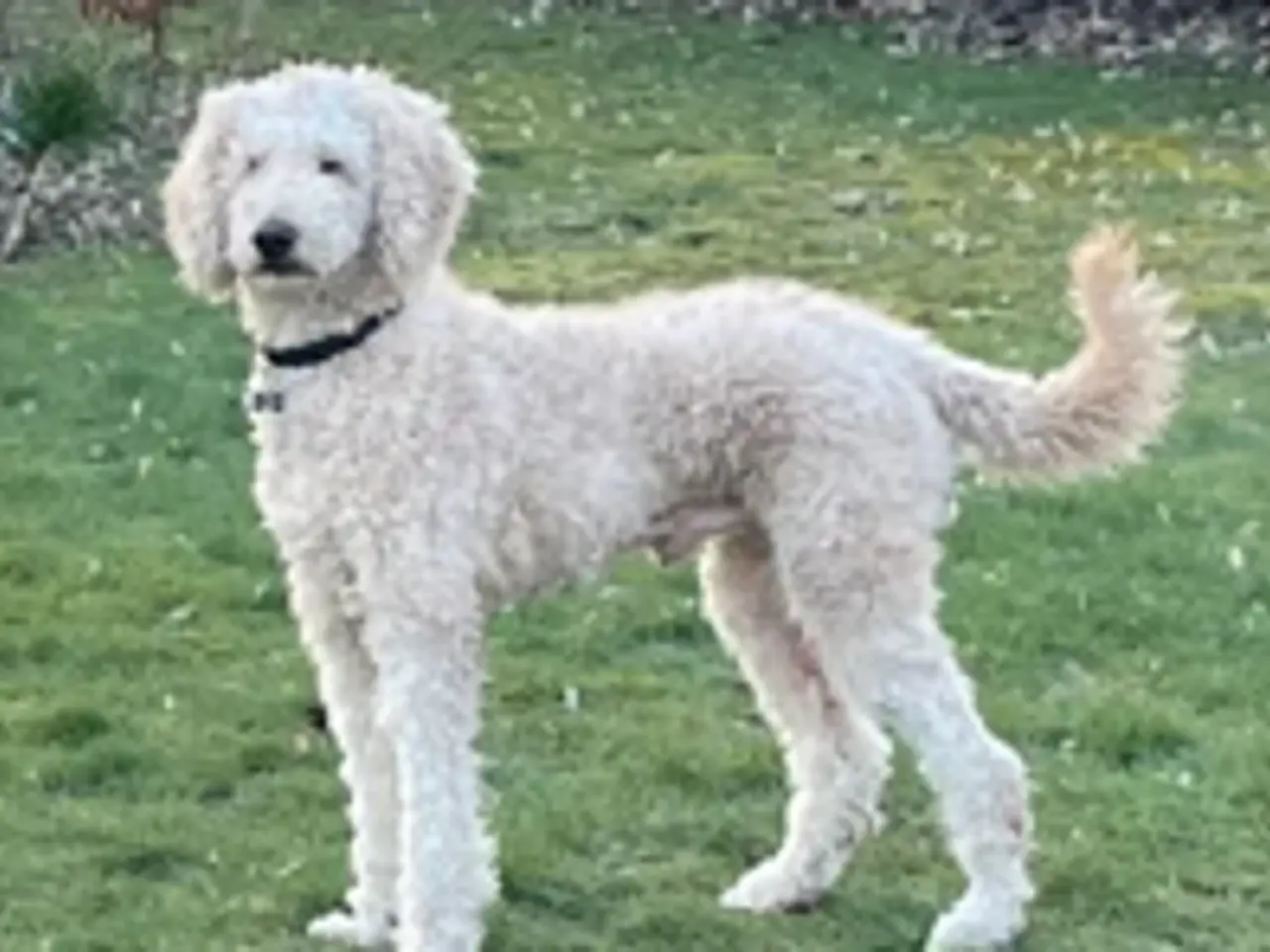 Billede 5 - Goldendoodles hvalpe