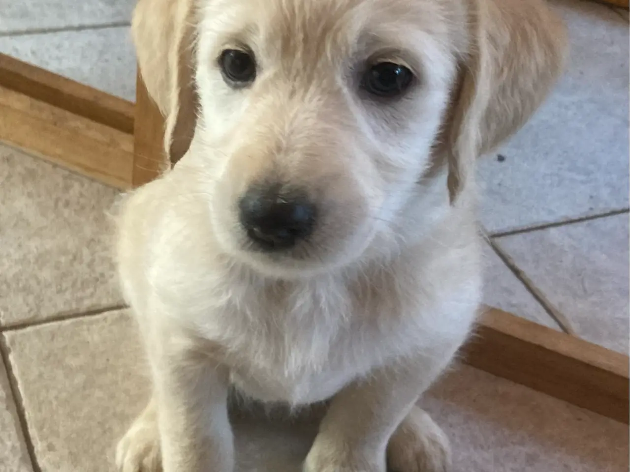 Billede 5 - Doodle Hvalpe stueopdræt - labrador og kongepuddel