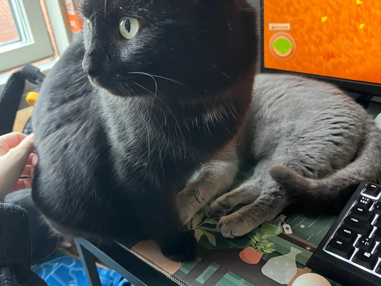Billede 2 - British shorthair katte sælges