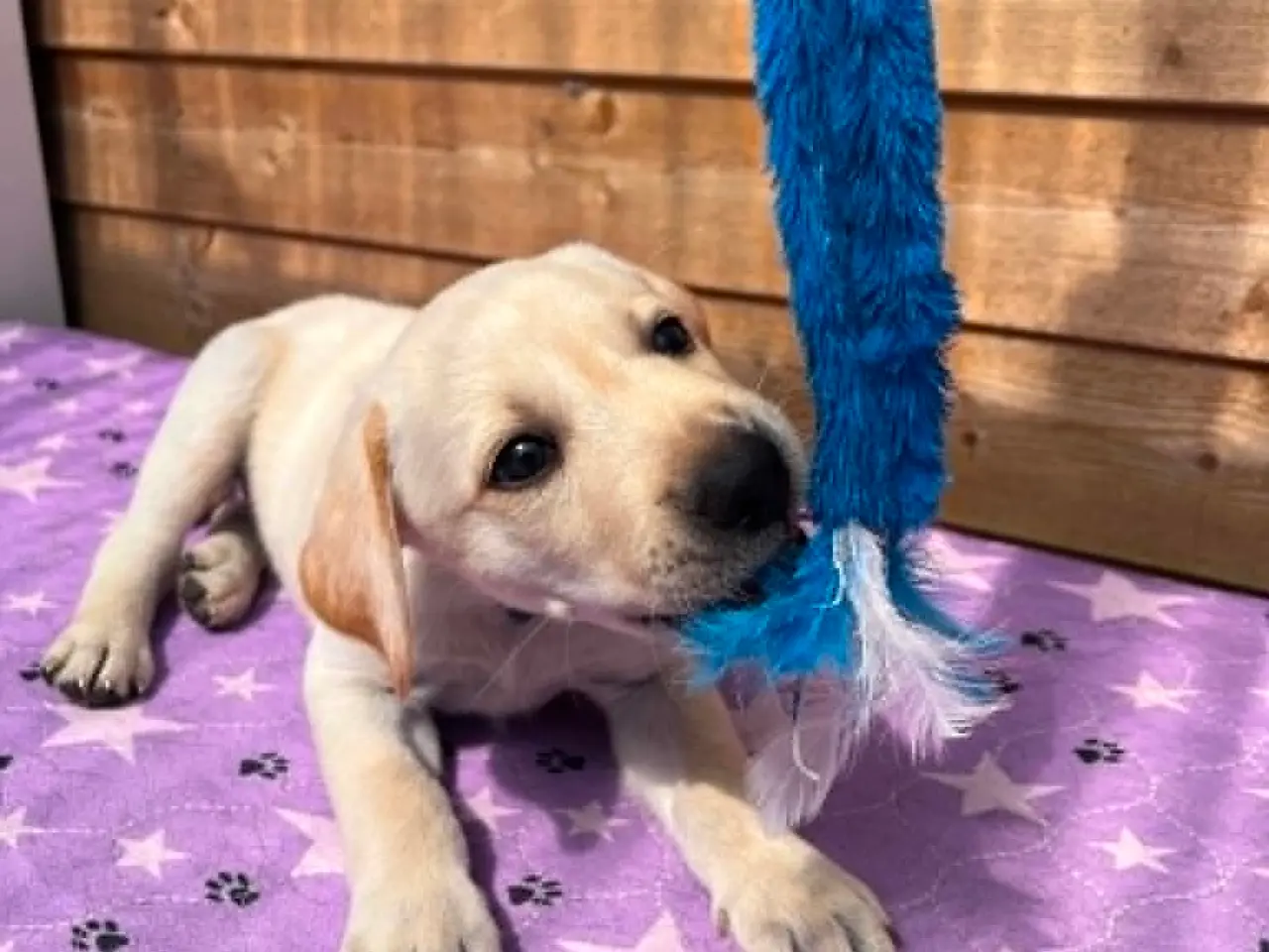 Billede 10 - 💛 Skøn gul Formel 1 Labrador han 💛