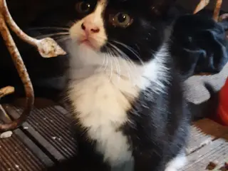Skønne Maine Coon Blandinger