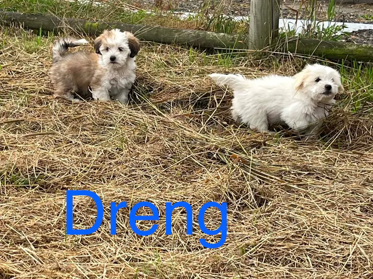 Billede 1 - Bichon Havanais hvalpe