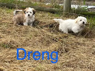 Bichon Havanais hvalpe