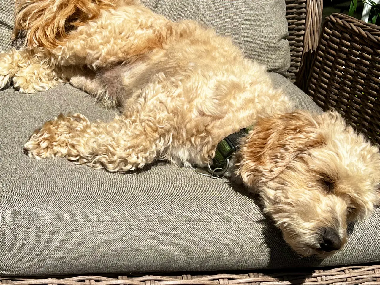 Billede 6 - Maltipoo hvalpe