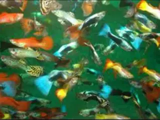 Mix guppy