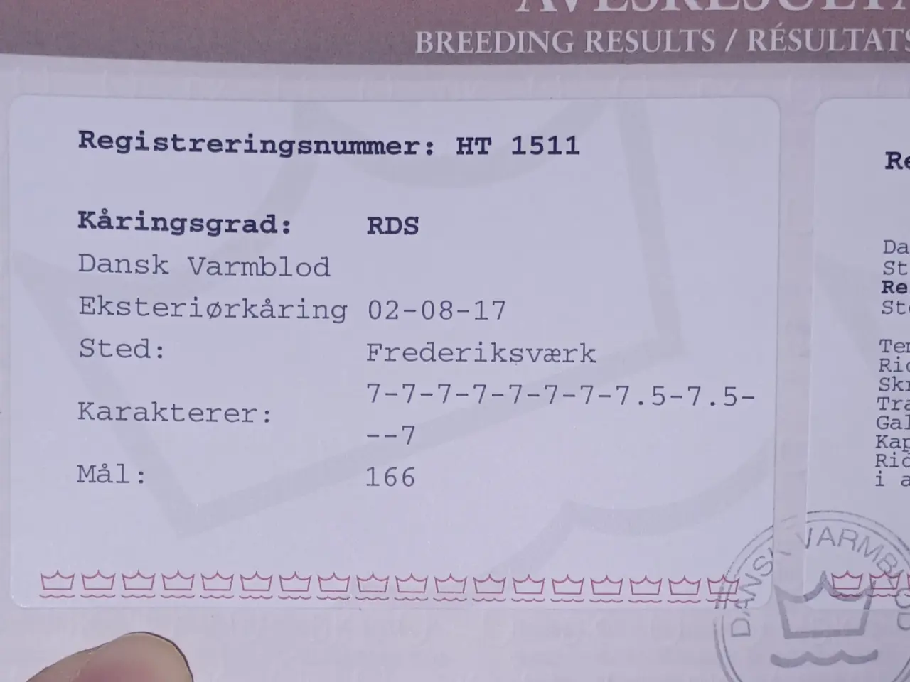 Billede 11 - Smuk trakehner hoppe
