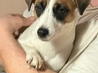 Udstationering - Jack Russel