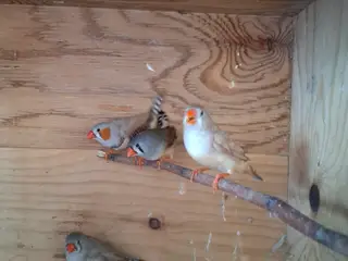 Zebrafinker søger nye hjem