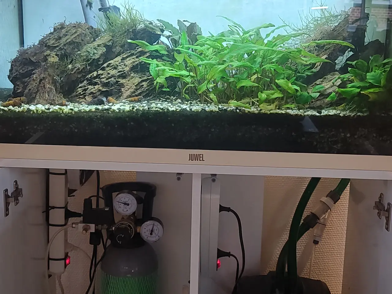 Billede 2 - Juwel Rio 125L akvarium (hvid) m. EHEIM filter