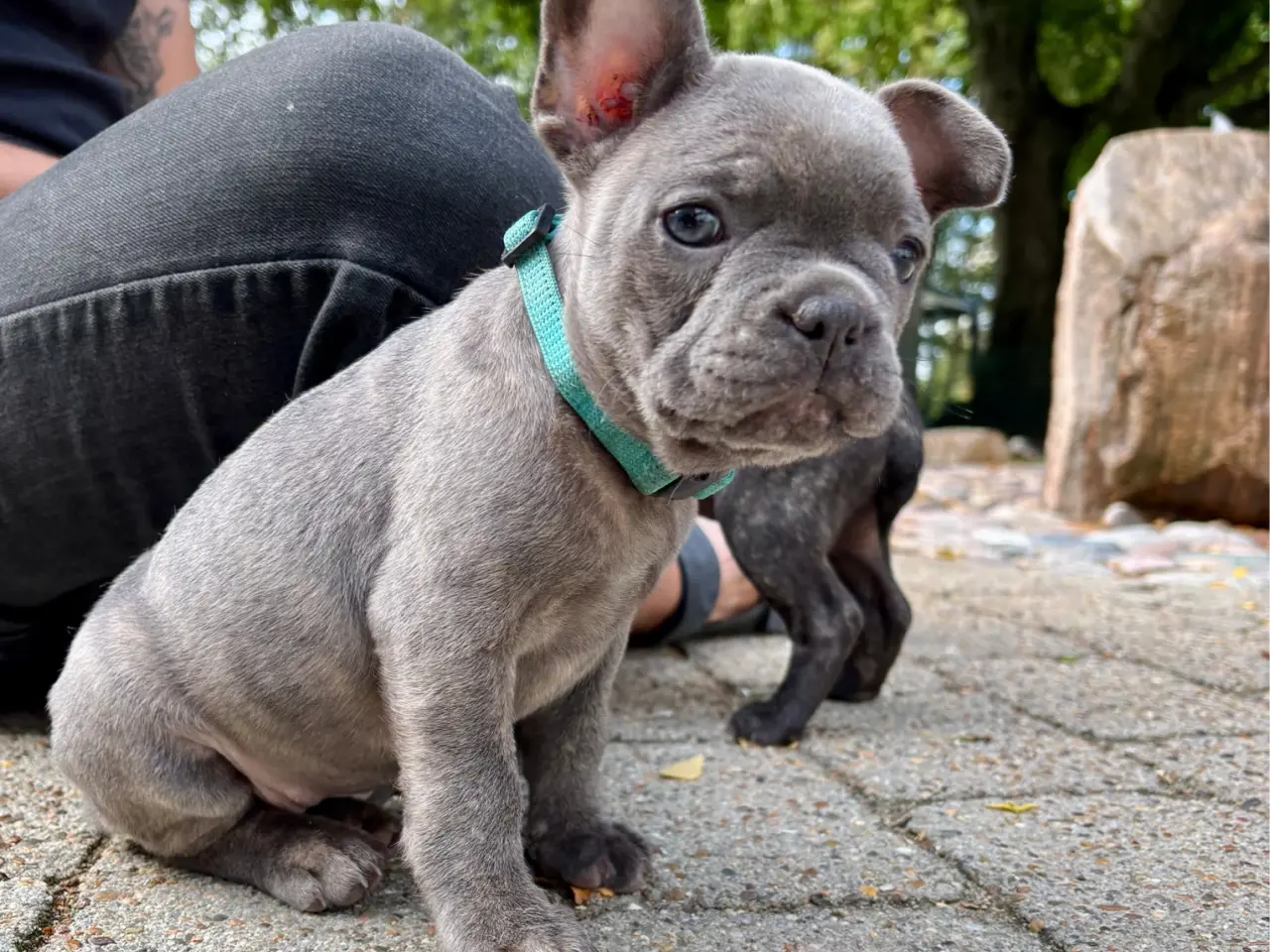 Billede 6 - Fransk Bulldog hvalpe