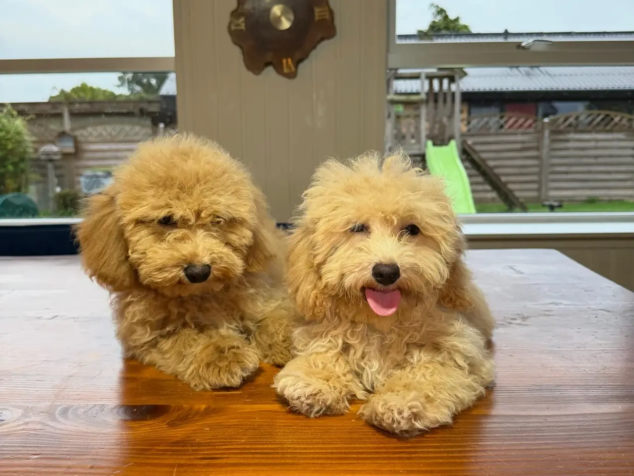 Billede 6 - ❤️ Søde Maltipoo-hvalpe klar til nye kærlige hjem 