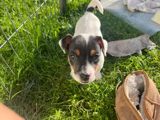 Jack Russel hvalpe - lavbenede og glathårede - 3
