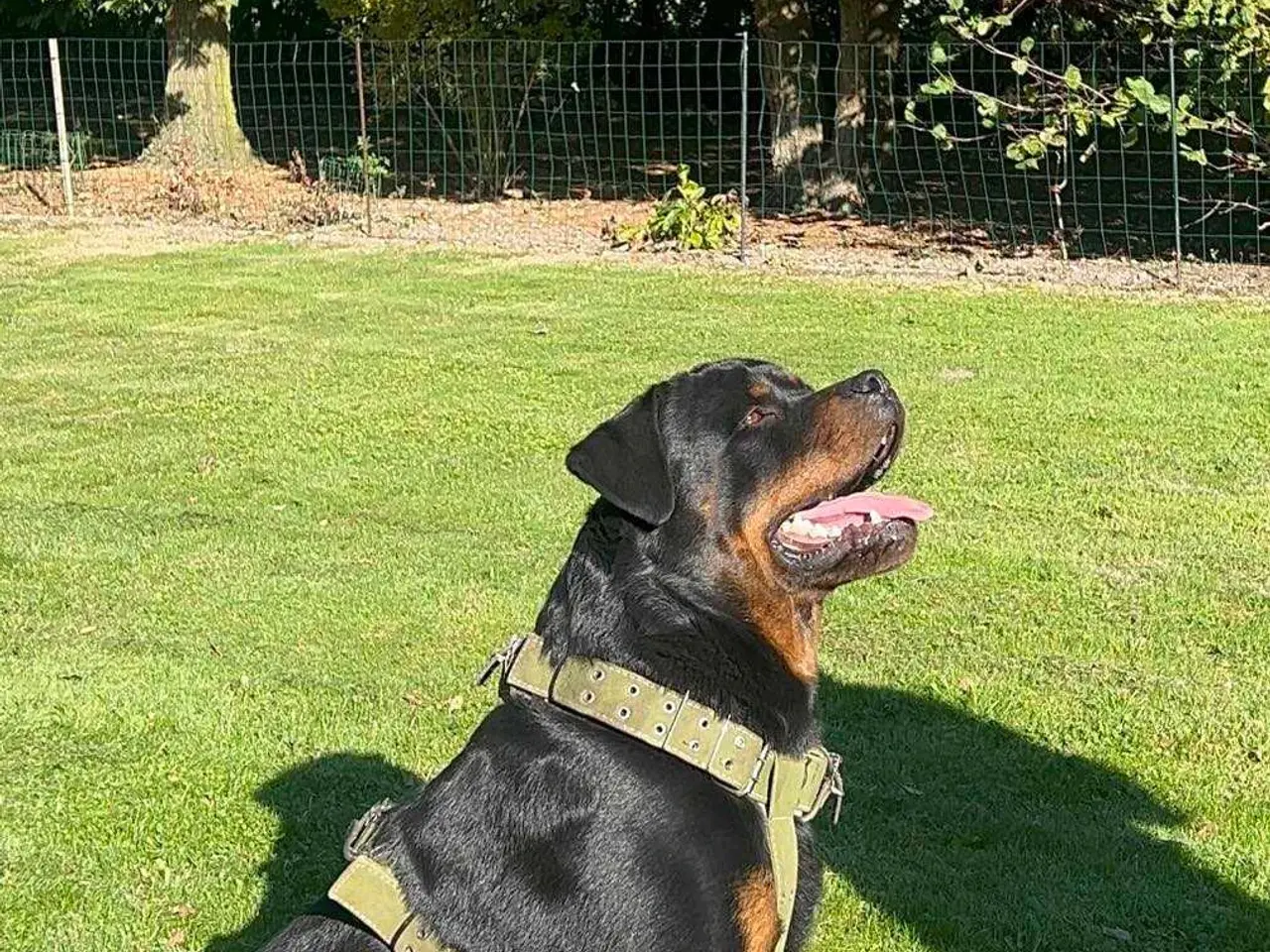 Billede 2 - Rottweiler han til avl