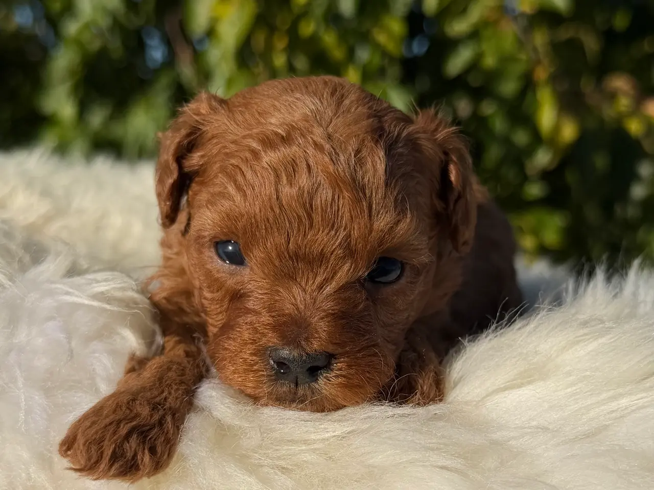 Billede 8 - Goldendoodle F1B
