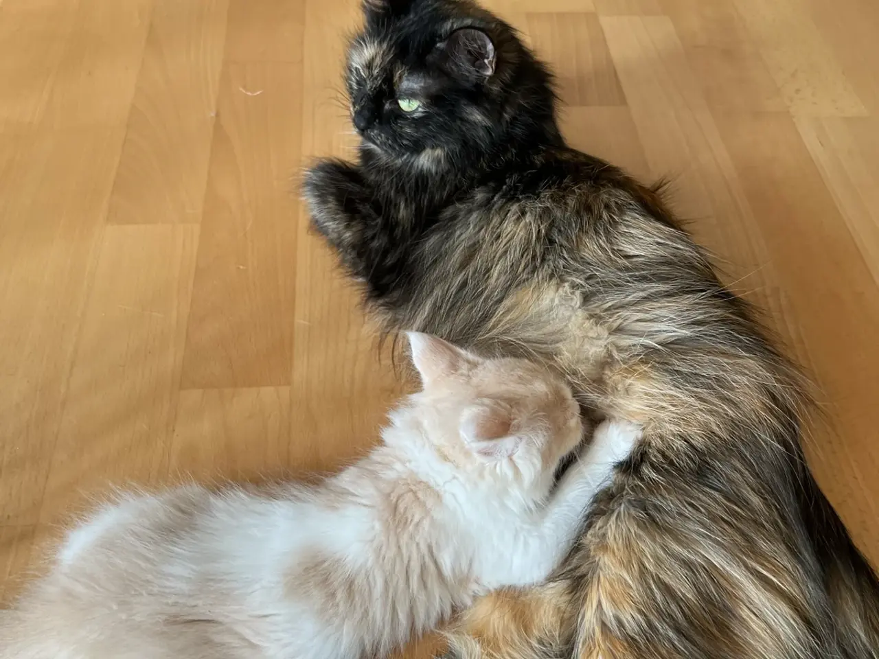 Billede 4 - Ragdoll/maine coon