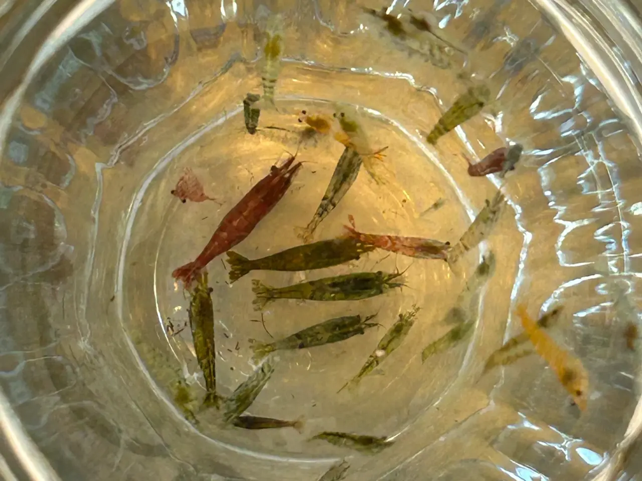 Billede 5 -  🦐 Neocaridina rejer – blandede 5stk | GLS
