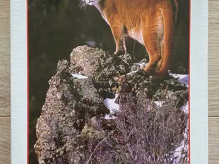 (NY) Mountain Lion, Alaska 1000 brikker