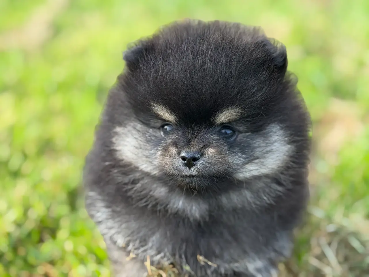 Billede 11 - Skønneste lille Pomeranian han