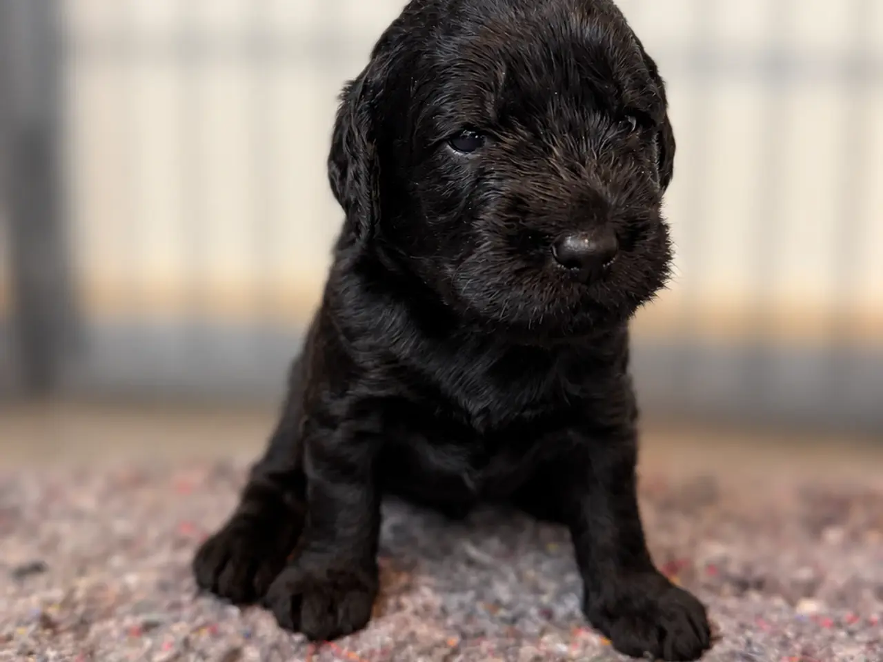 Billede 5 - Skønne labradoodle hvalpe 