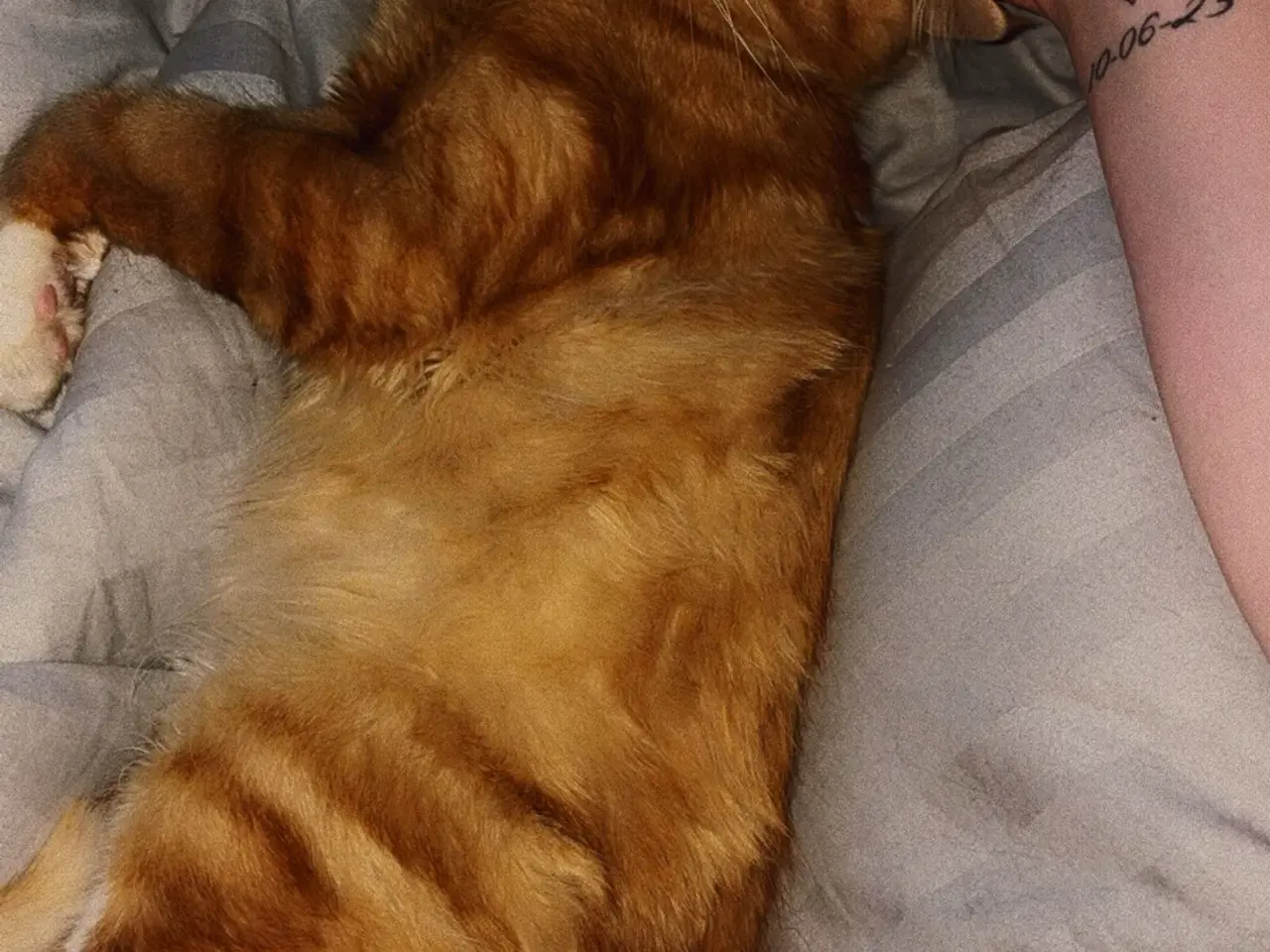 Billede 2 - Main coon blanding RESEVERET