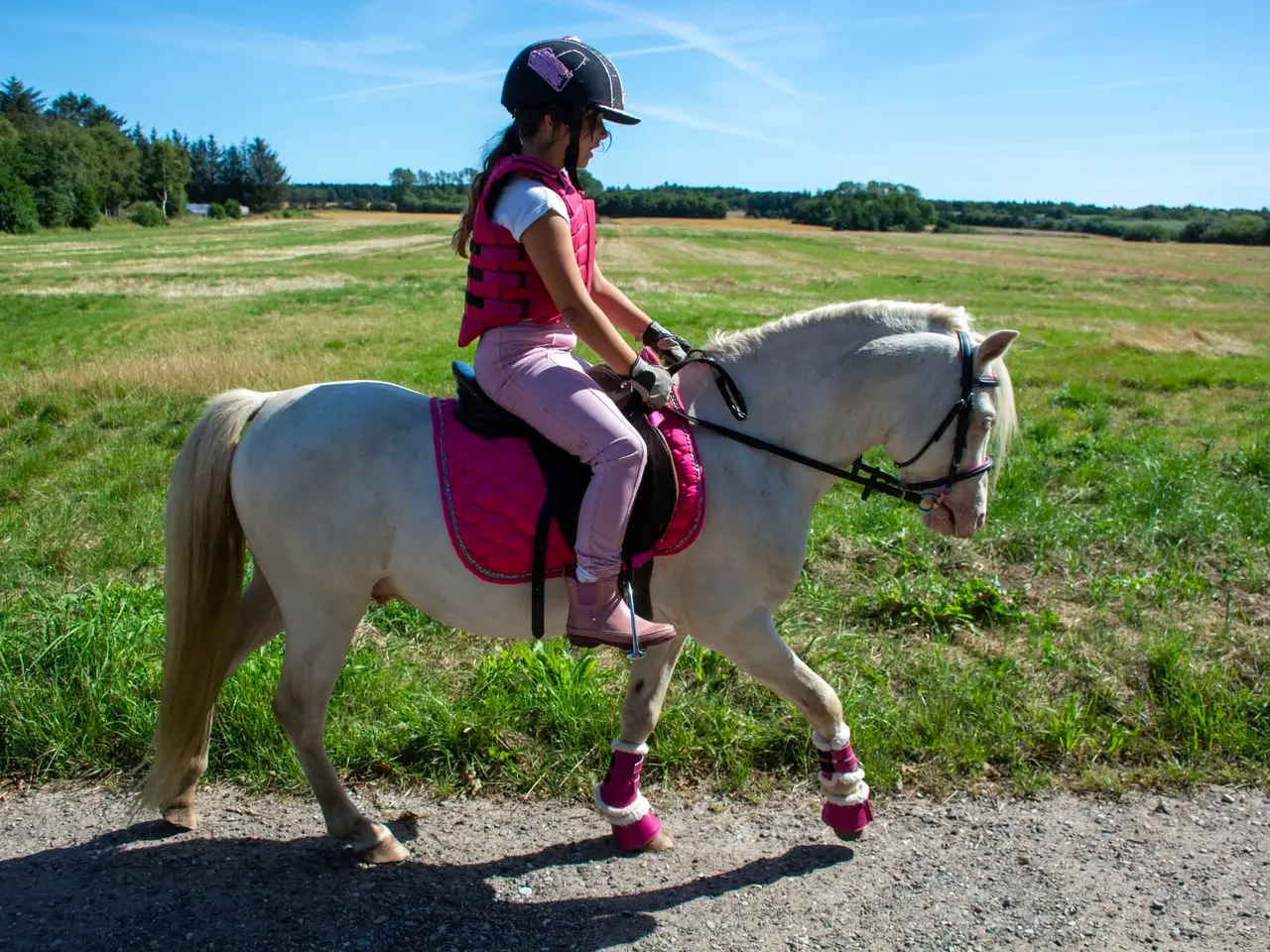 Billede 9 - Cremello hingst
