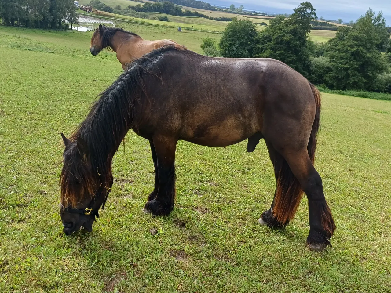 Billede 14 - 2årig Jyskhest hingst sælges