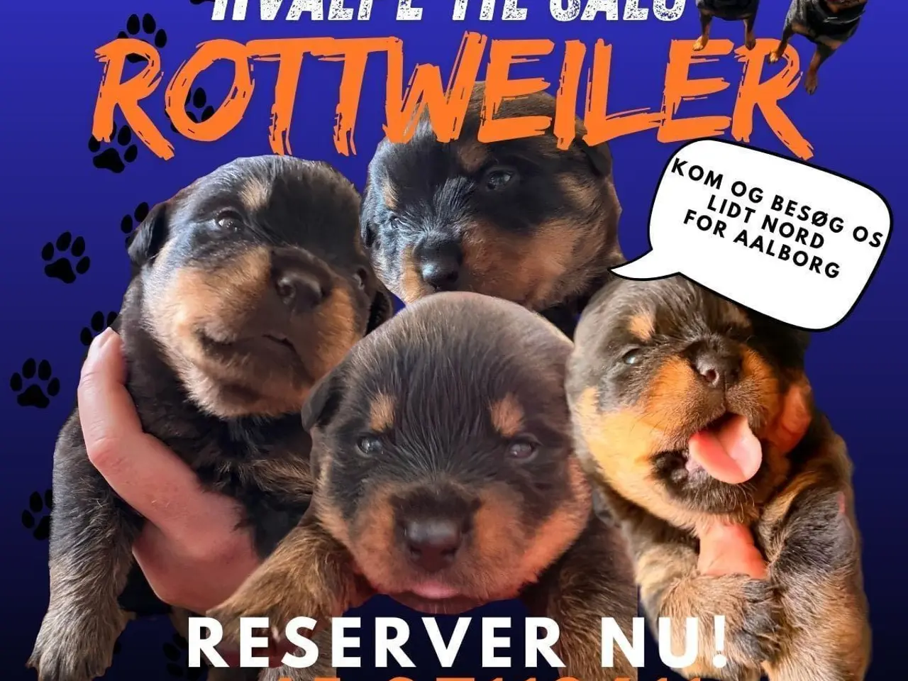 Billede 1 - Ægte rottweilerhvalp