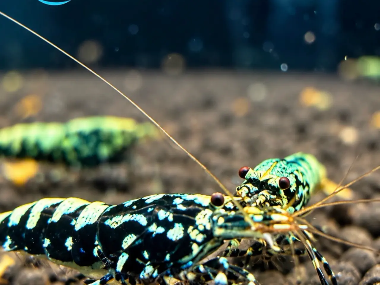 Billede 4 - Galaxy Fishbone Rejer – Caridina sp.