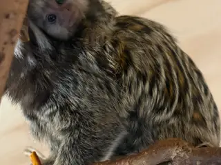 Silkeabe par med unge