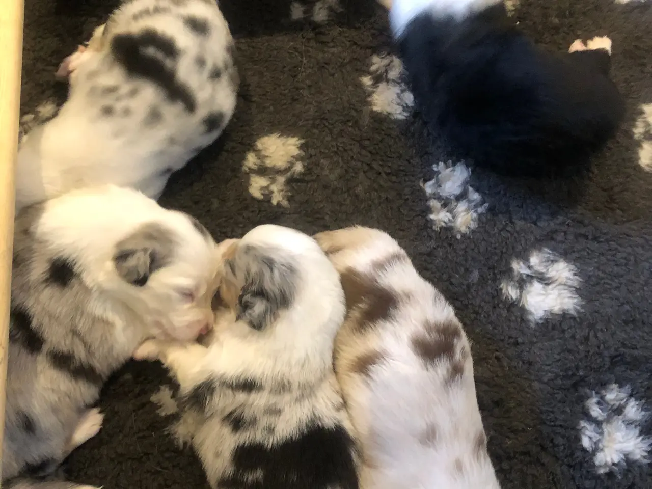 Billede 3 - Australian shepherd hvalpe