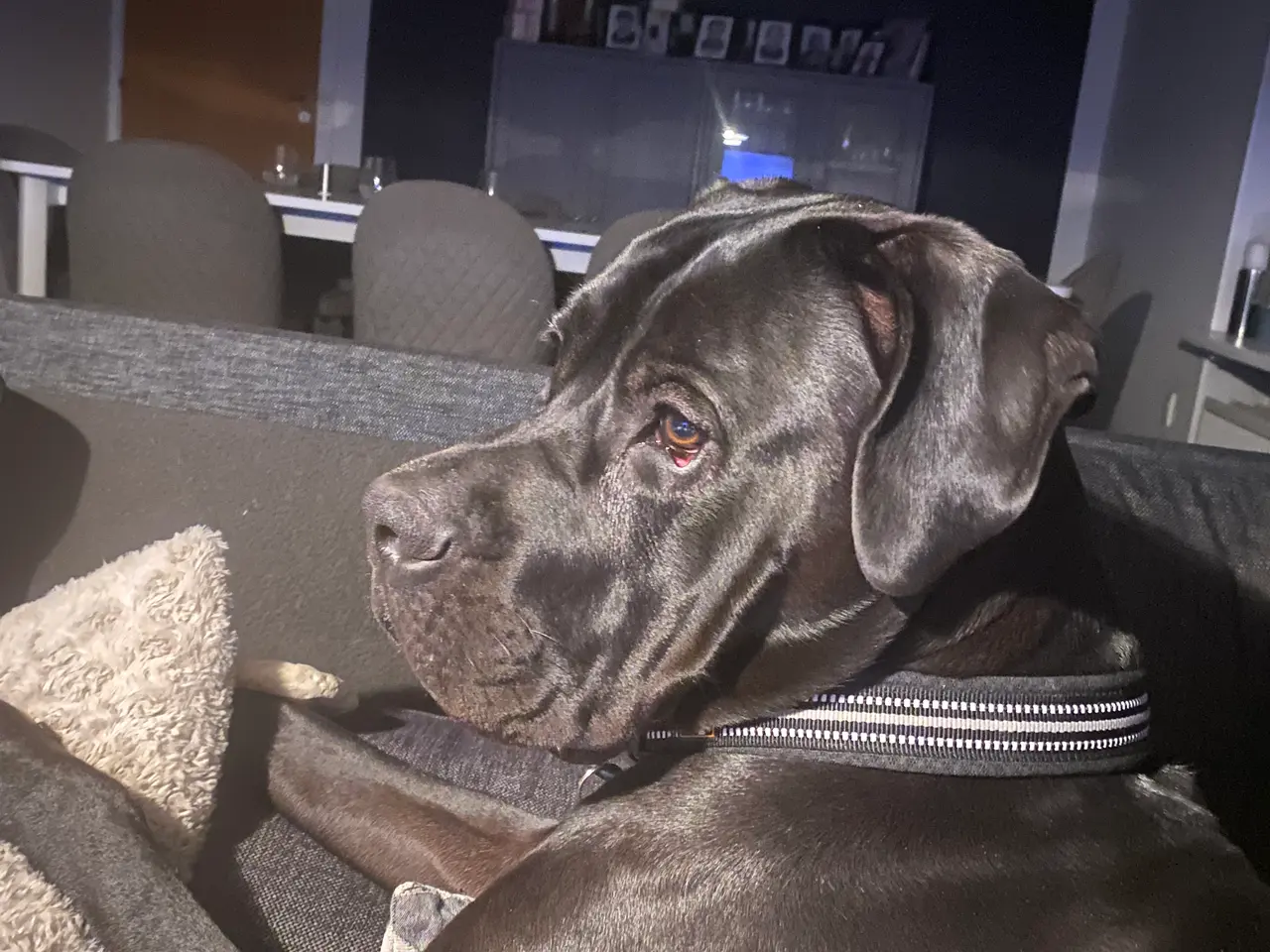 Billede 2 - Flot og kærlig Cane Corso søger ny familie / aktiv