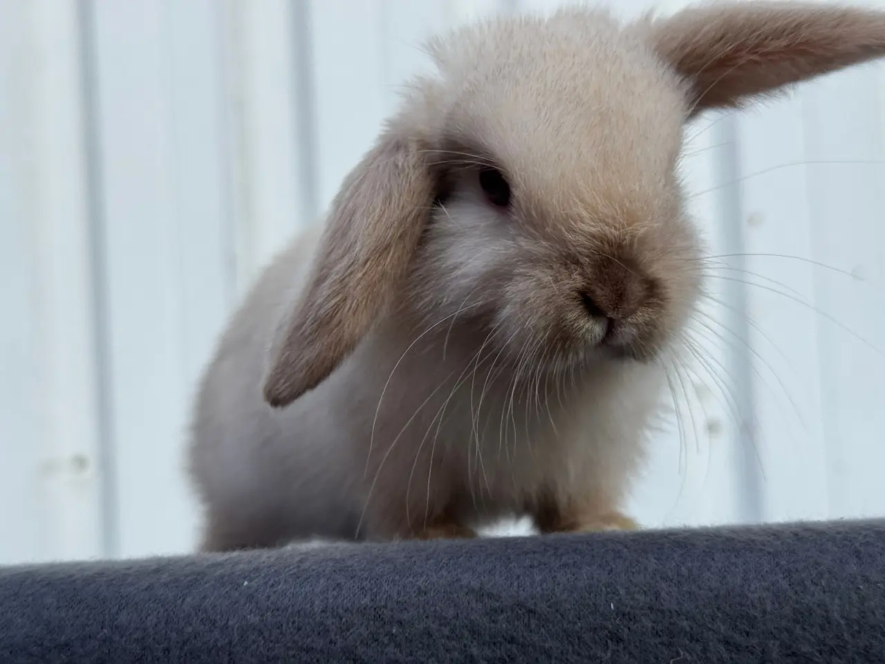 Billede 2 - Mini lop hunkanin