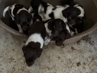 Kleiner münsterländer - 5