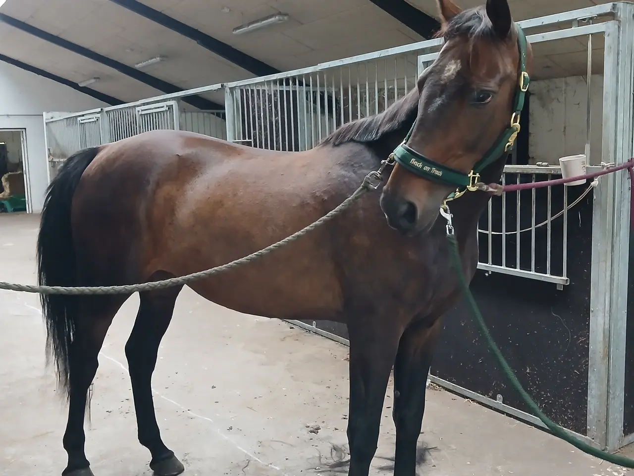 Billede 7 - Hoppe drægtig med pinto hingst