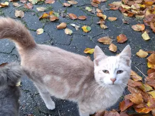 Killinger søger nyt hjem. 