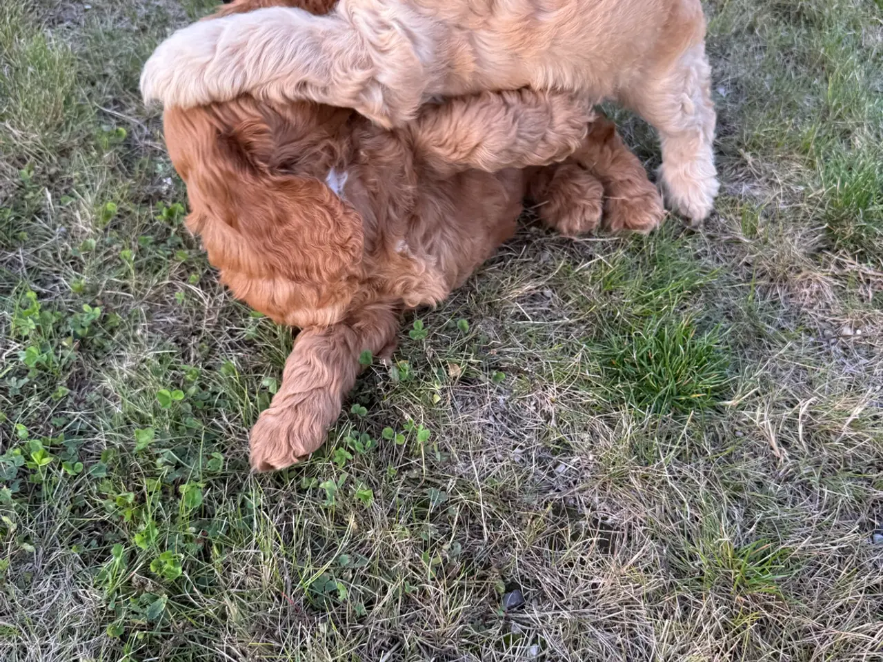 Billede 11 - 🐶❤️ 4 SKØNNE COCKERPOO-HVALPE SØGER KÆRLIGE HJEM
