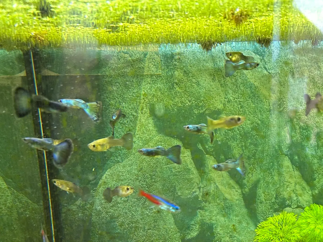 Billede 8 - 🐟🔵 Blue Moscow Guppy Par sælges - Viby J
