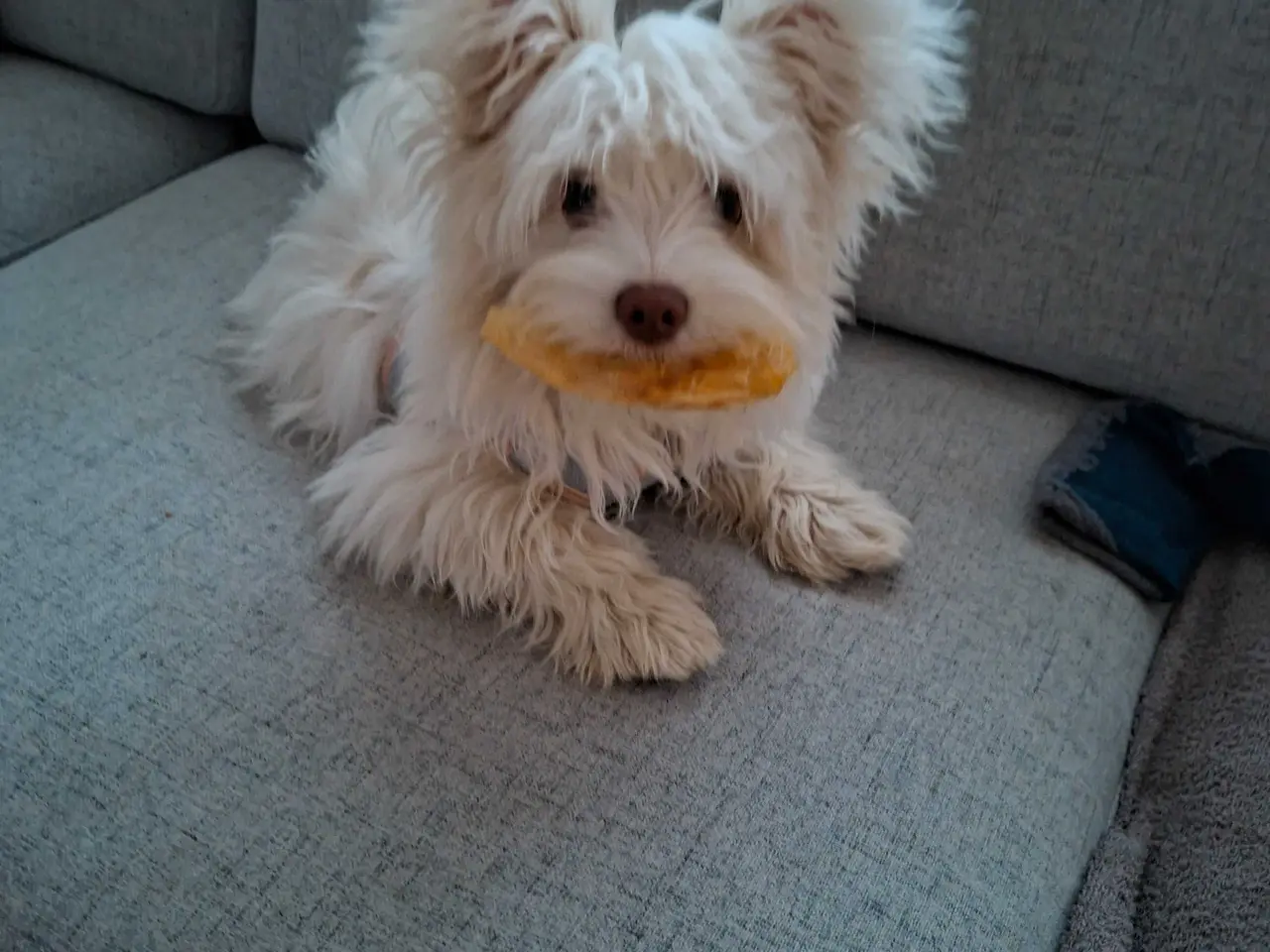 Billede 4 - Bichon havanaise -Bella